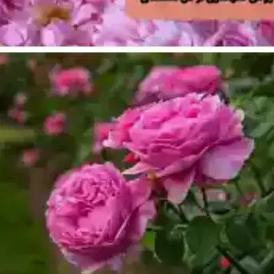 گل محمدی|گل و گیاه طبیعی|ساوه, |دیوار