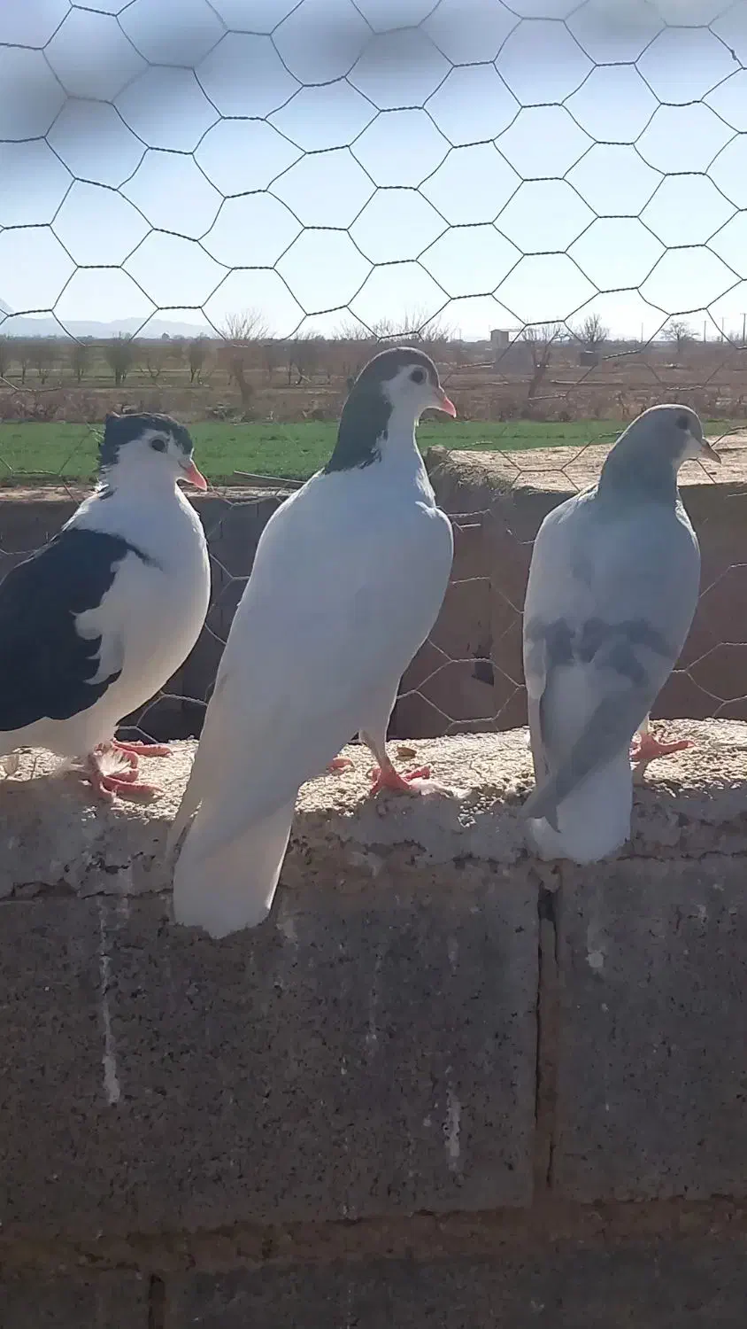 پرنده|پرنده|اسفراین, |دیوار