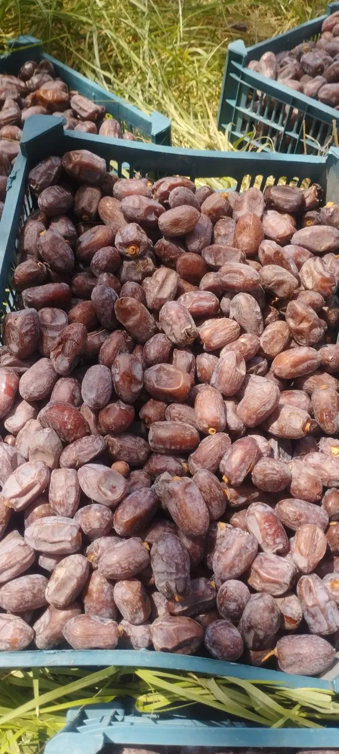 خرما|خوردنی و آشامیدنی|کرمان, |دیوار