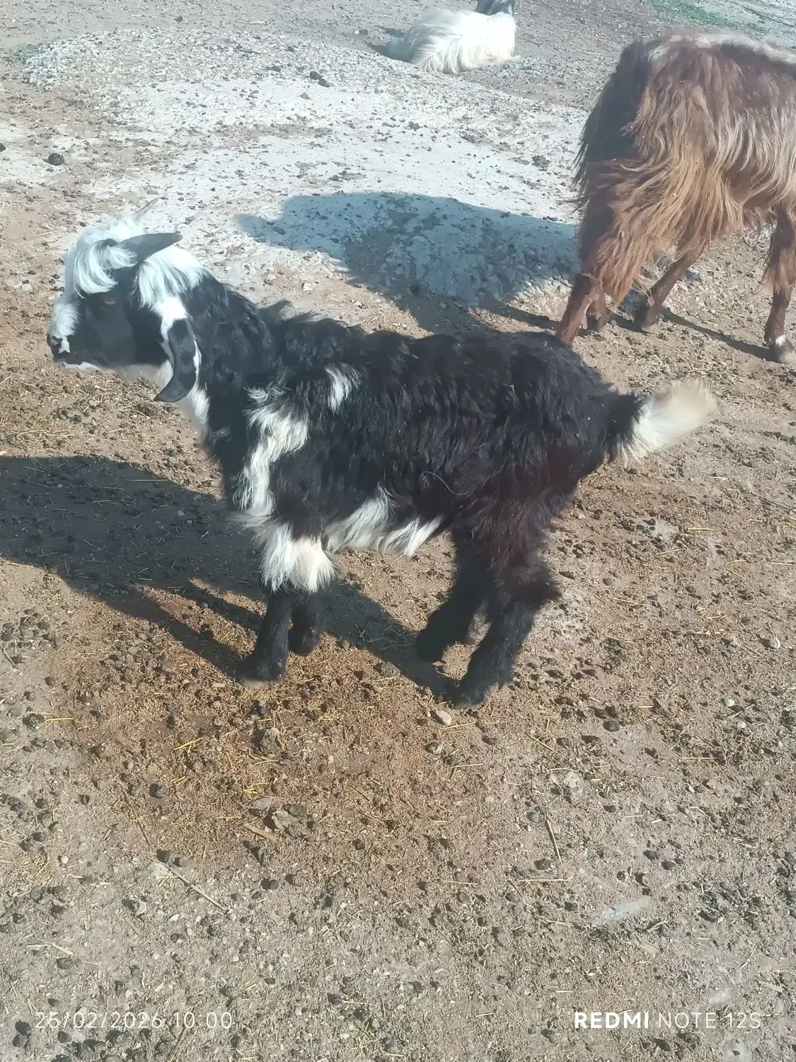 بز غاله|حیوانات مزرعه|دزفول, |دیوار