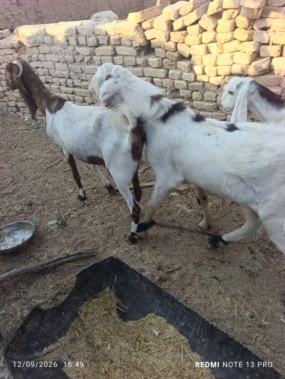 بزز|حیوانات مزرعه|رفسنجان, |دیوار