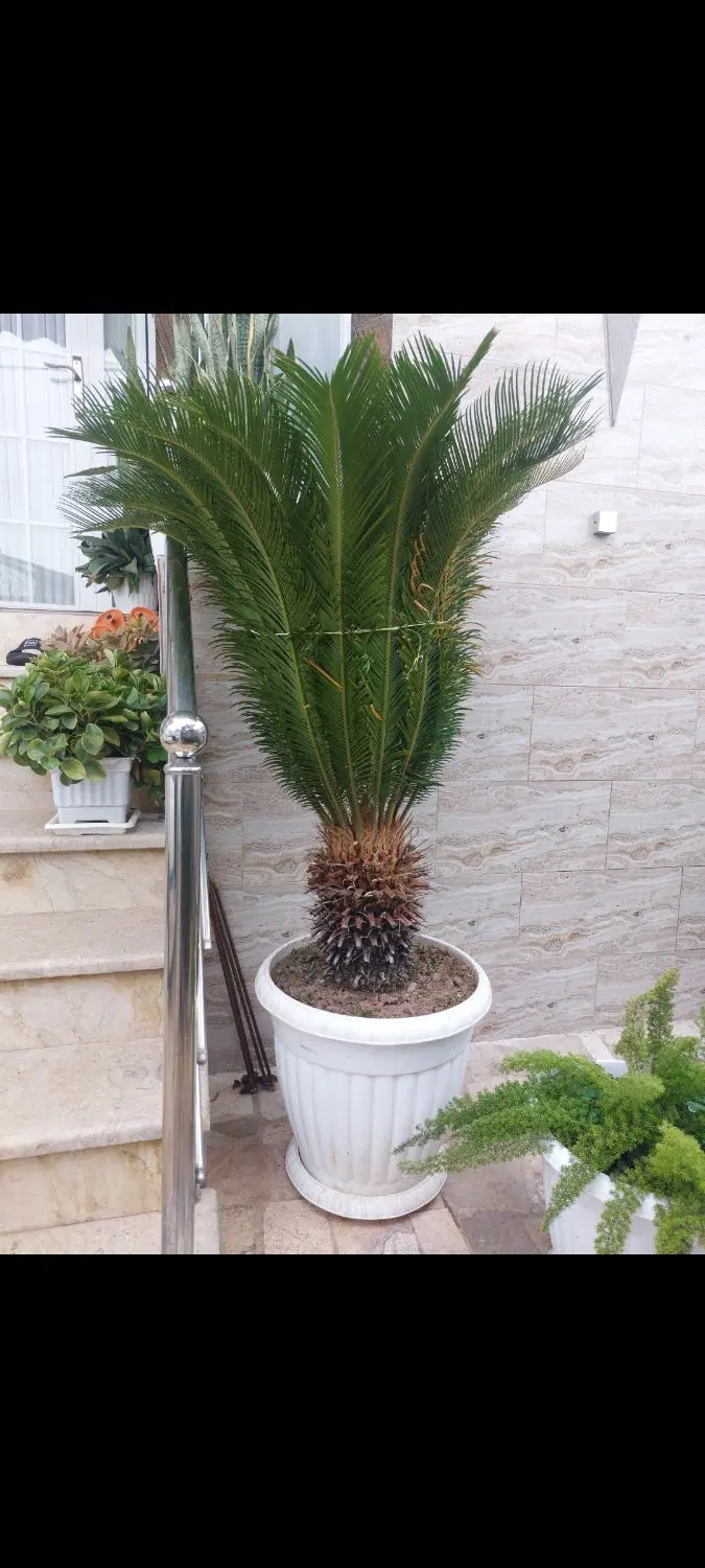 سیکاس|گل و گیاه طبیعی|زیباکنار, |دیوار