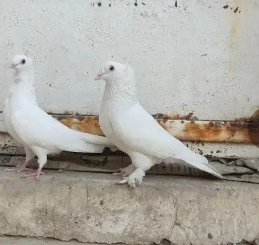 کبوتر|پرنده|کرخه, |دیوار