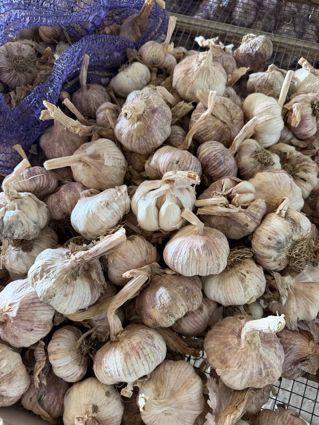 سیر بذری|عمده‌فروشی|پارس‌آباد, |دیوار