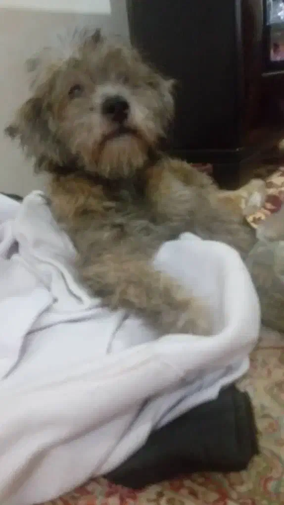 واگذاری|سگ|شاهدشهر, |دیوار