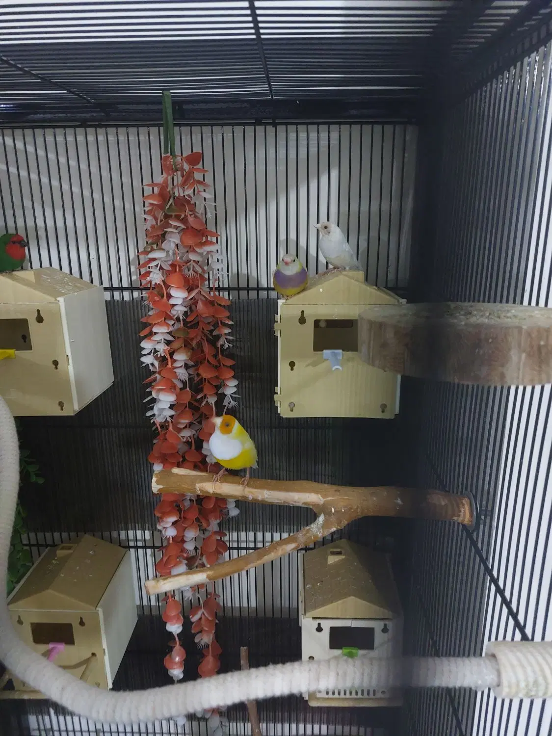 فنچ گلدین|پرنده|کرج, اصفهانیها|دیوار