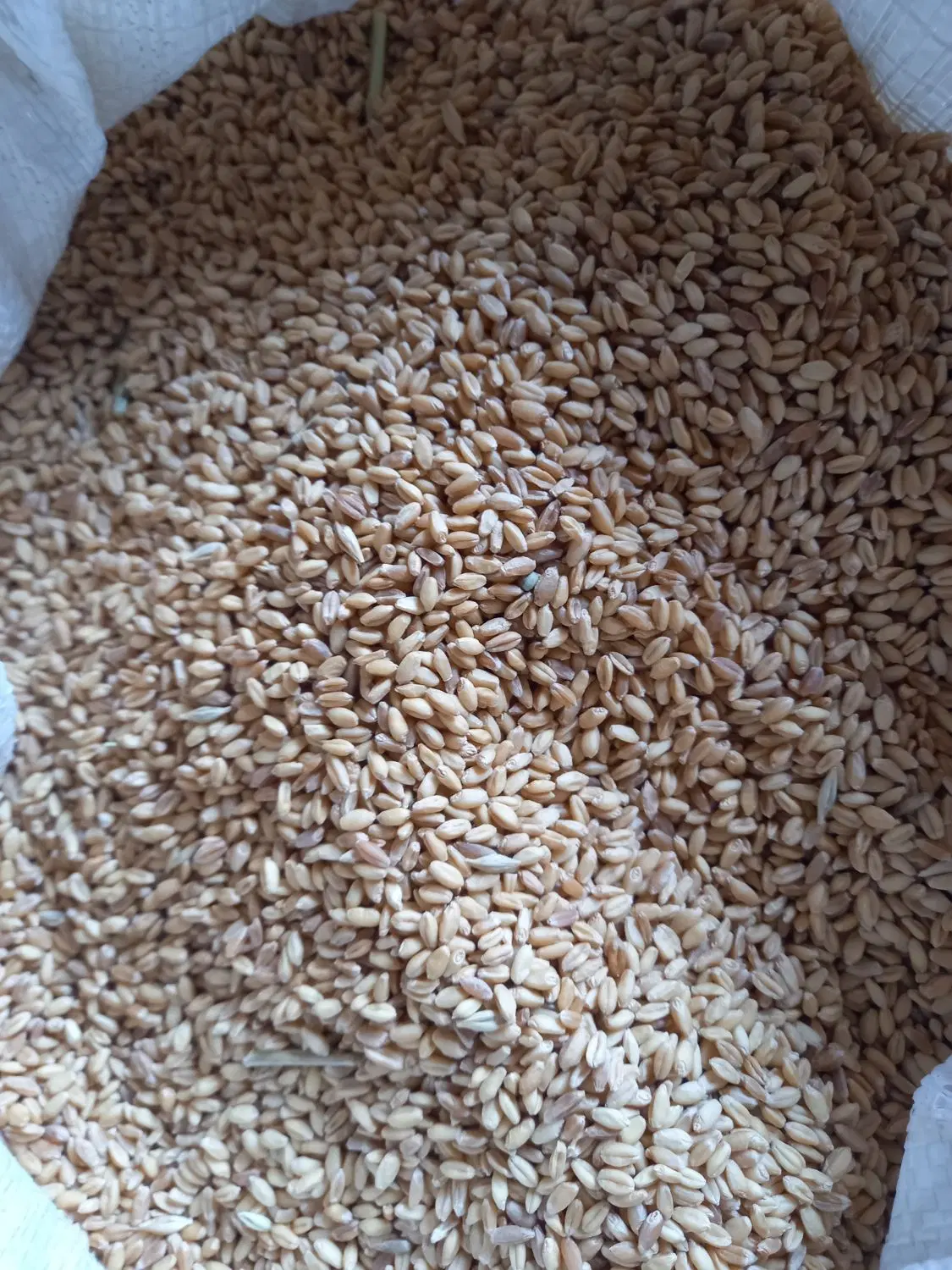 گندم|خوردنی و آشامیدنی|مانه, |دیوار