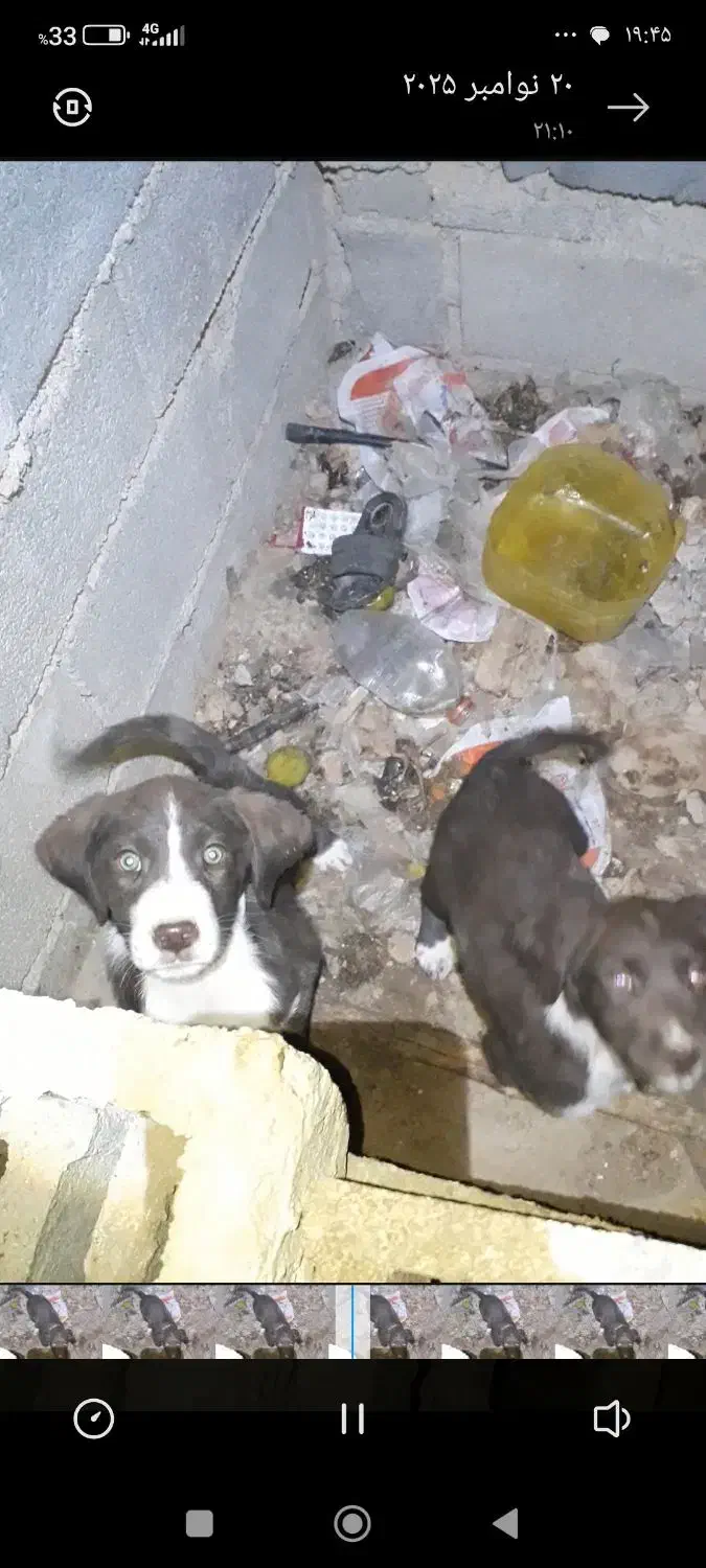 پیتبول|سگ|یاسوج, |دیوار