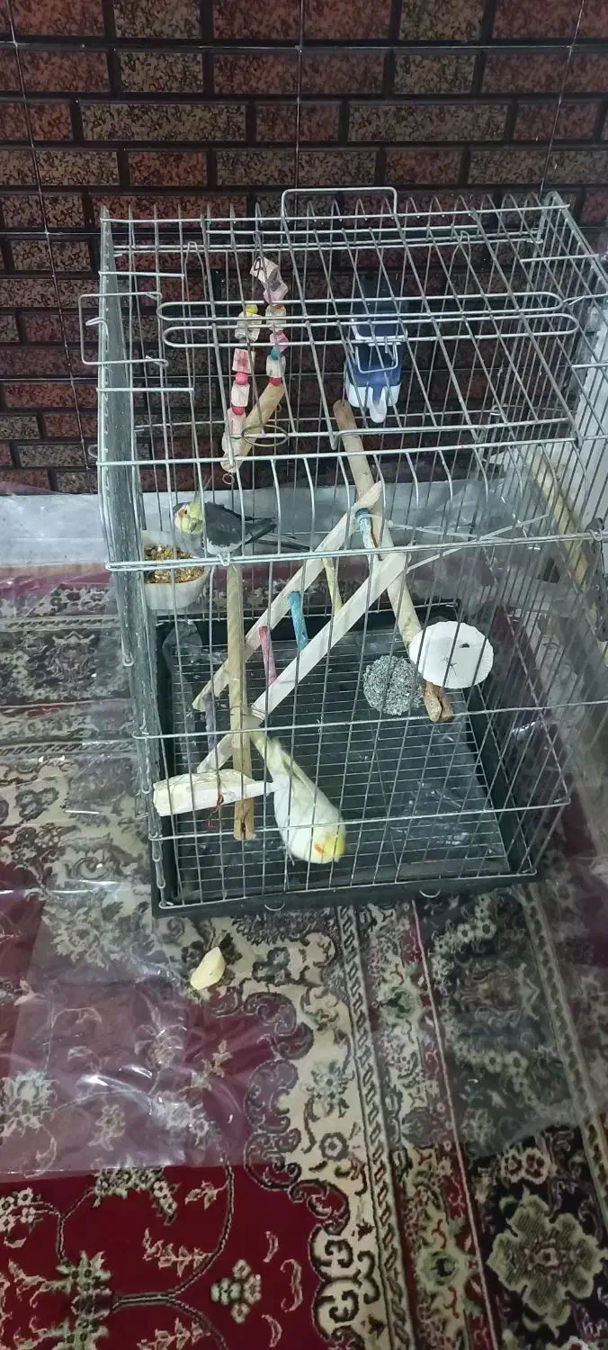 عروس هلندی|پرنده|محمدشهر, ولدآباد|دیوار