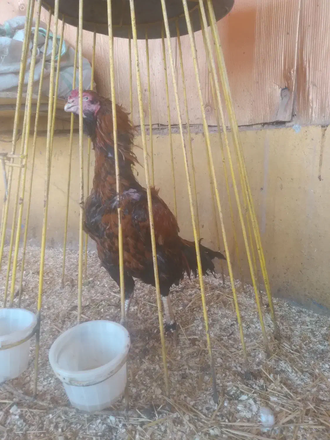 لاری|حیوانات مزرعه|کرج, آتشگاه|دیوار