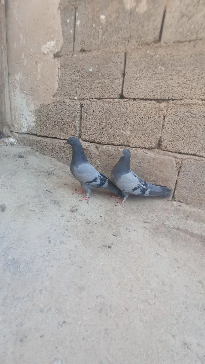 کفتر|پرنده|فارسان, |دیوار