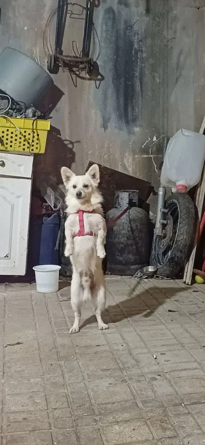 واگذاری|سگ|قزوین, |دیوار