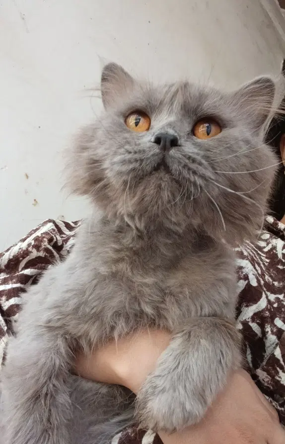 گربه|گربه|بم, |دیوار