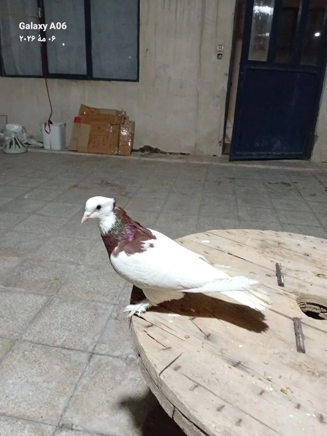 کفتر|پرنده|مشهد, شهرک صنعتی توس|دیوار