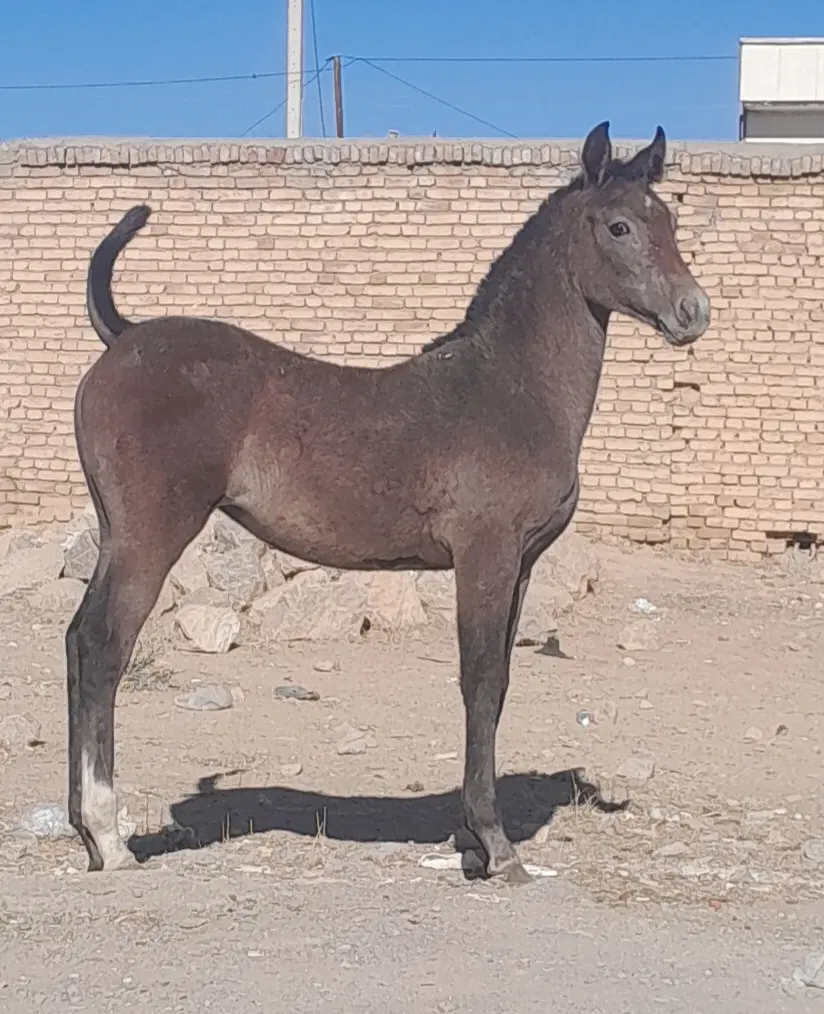 اسب|اسب و تجهیزات اسب‌سواری|جوادآباد, |دیوار