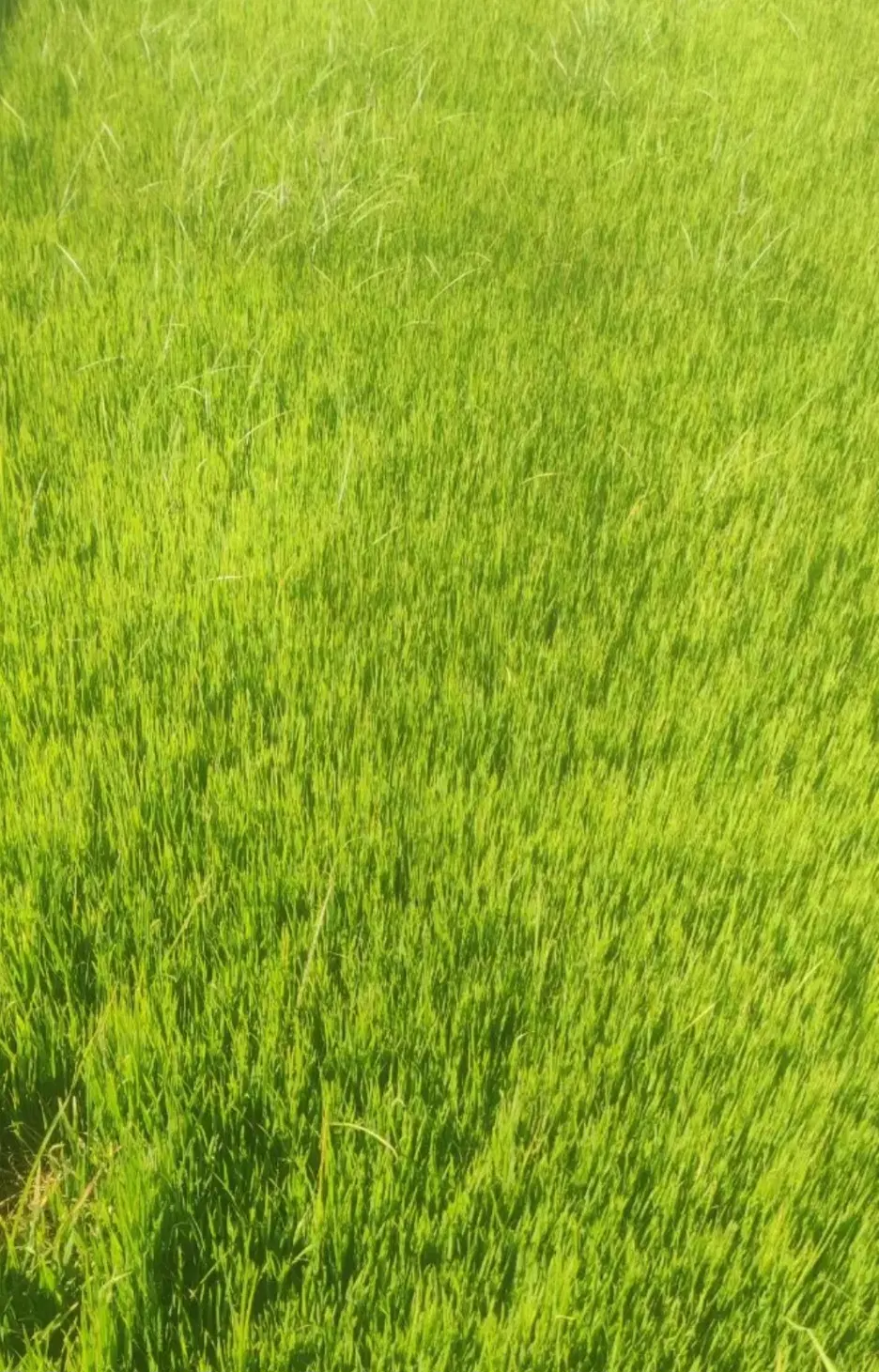زمین|فروش زمین و ملک کلنگی|تاتار علیا, |دیوار