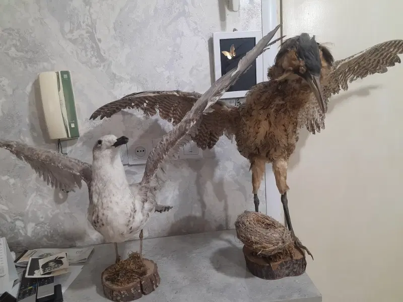 پرنده|پرنده|گرگان, |دیوار