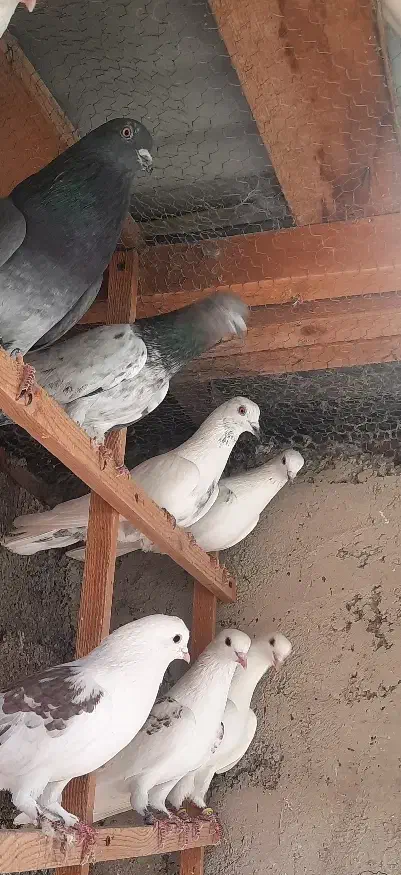 کبوتر گرو|پرنده|رشت, حمیدیان|دیوار