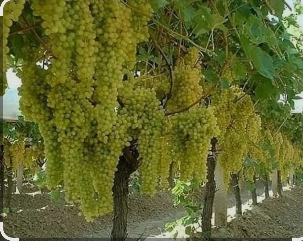 انگور|خوردنی و آشامیدنی|یزد, |دیوار