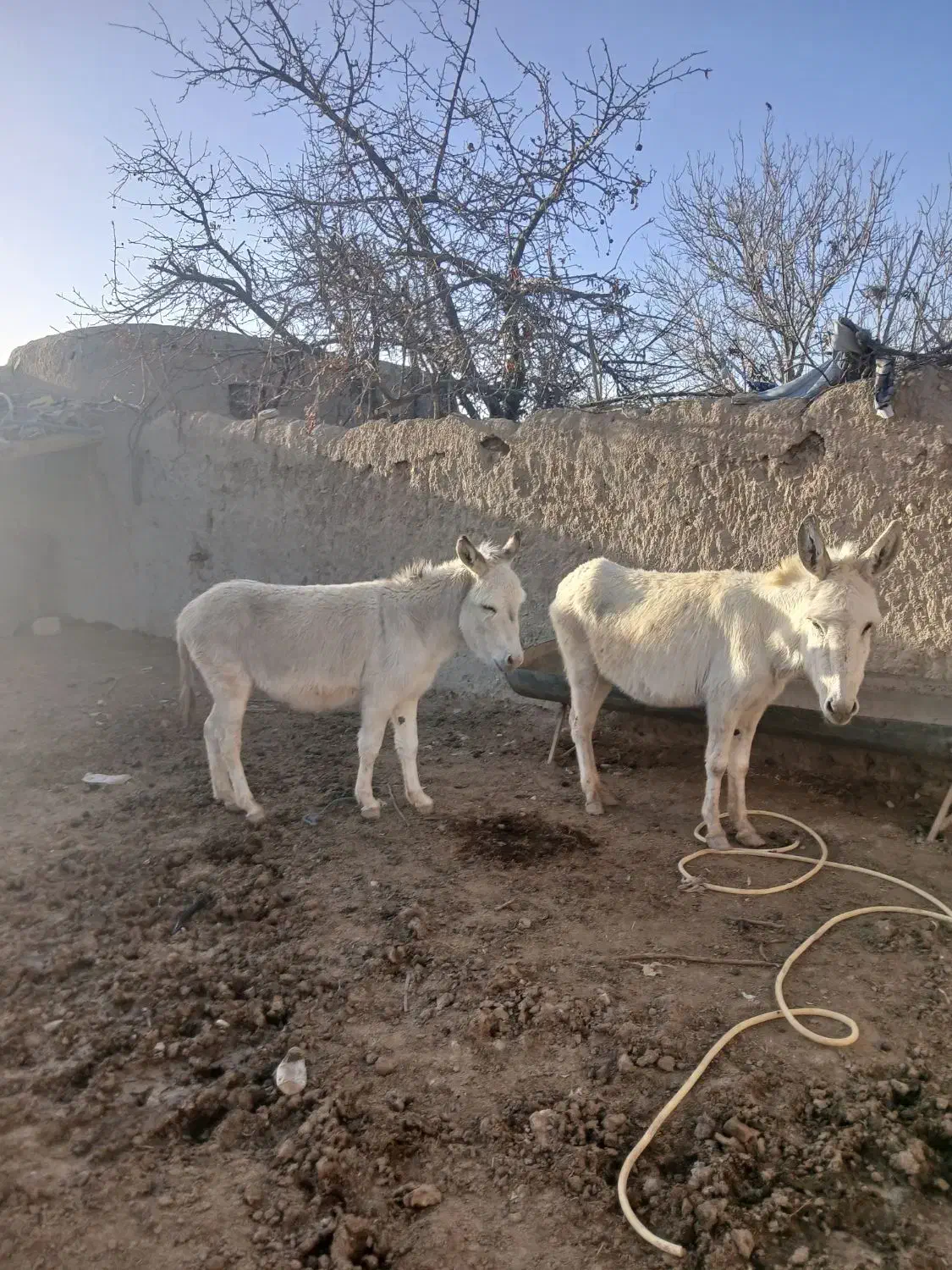 الاغ|حیوانات مزرعه|نیشابور, ماروسک|دیوار