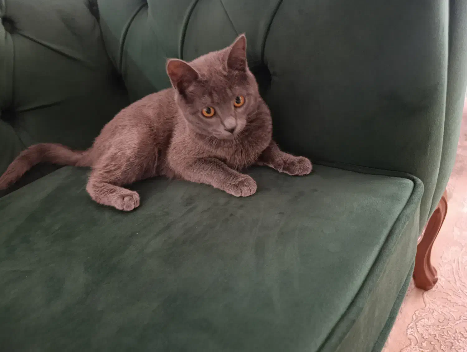 ....|گربه|تربت‌حیدریه, حیدرآباد|دیوار