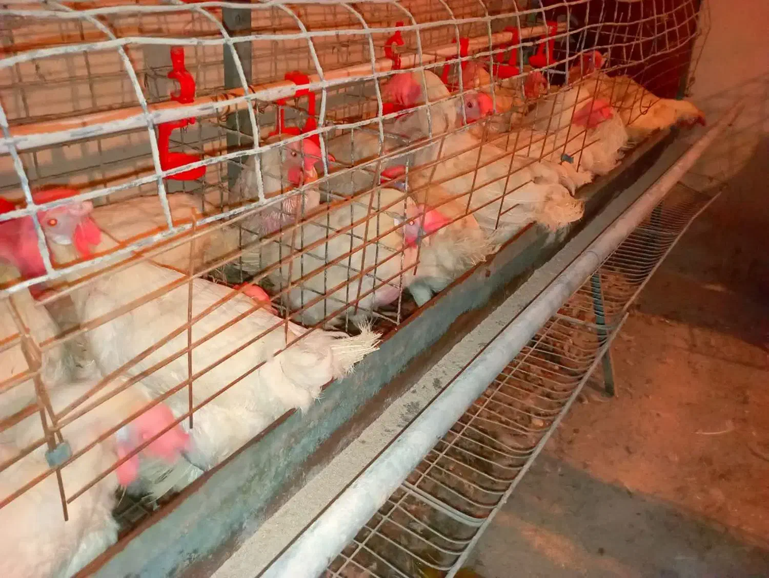 مرغ سفید|حیوانات مزرعه|جوادآباد, |دیوار