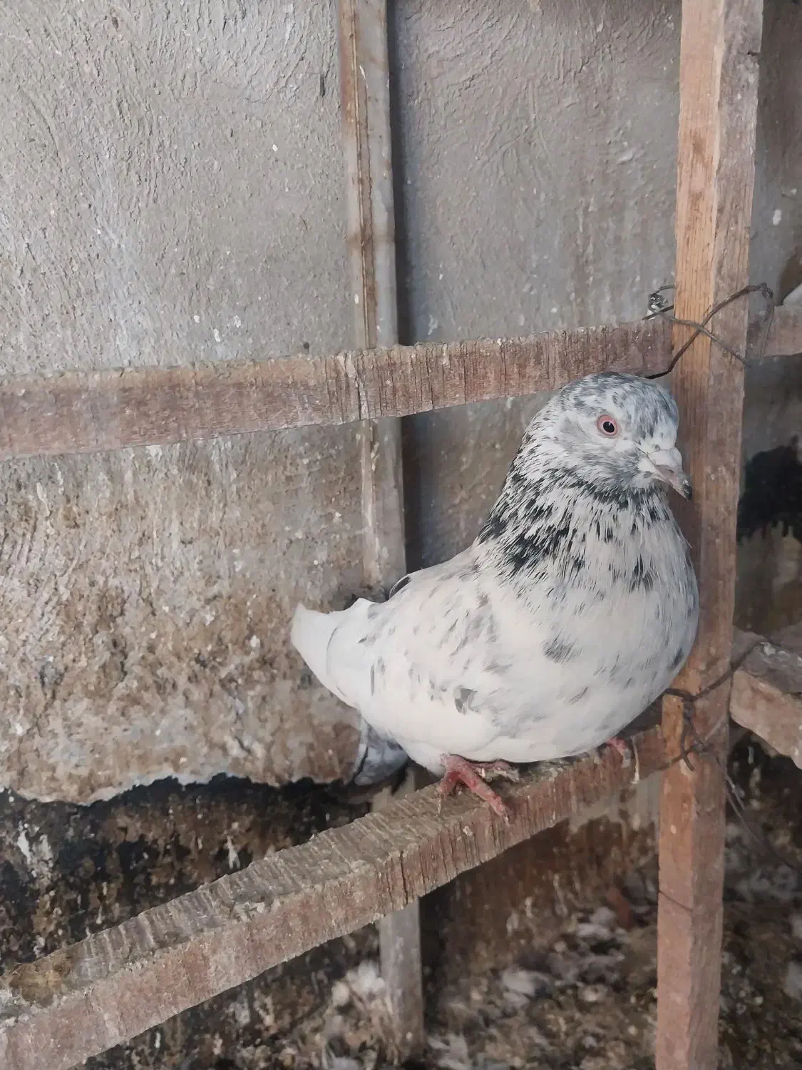 5تا|پرنده|ملارد, |دیوار