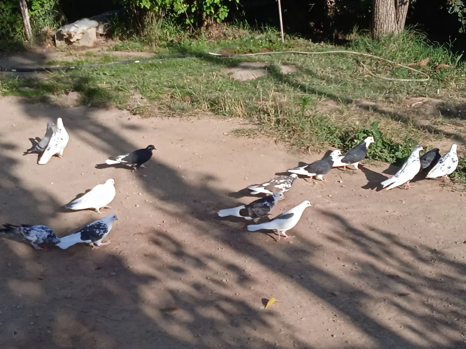 کبوتر|پرنده|عنبران, |دیوار