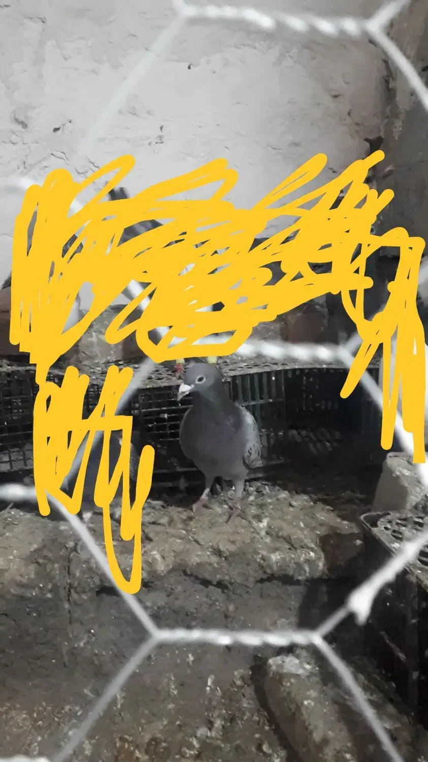 مگس گمشده|حیوانات|زابل, |دیوار