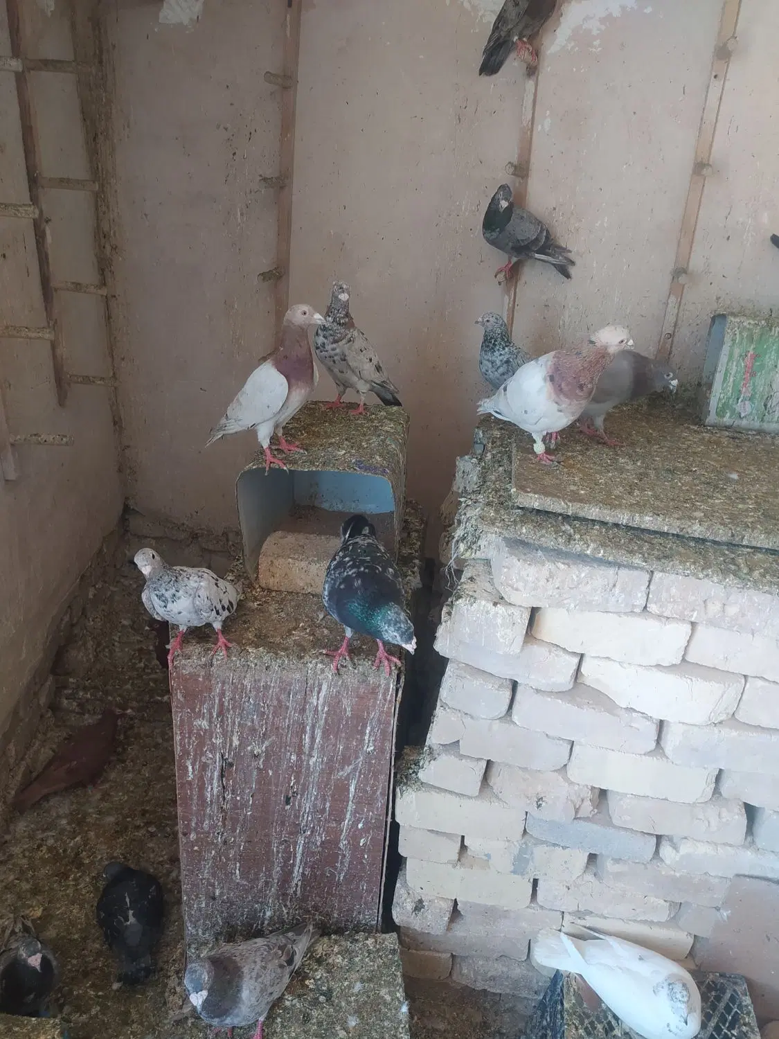 کبوتر|پرنده|شیراز, کیان آباد|دیوار