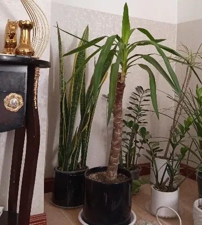 گل یوکا|گل و گیاه طبیعی|رفسنجان, |دیوار