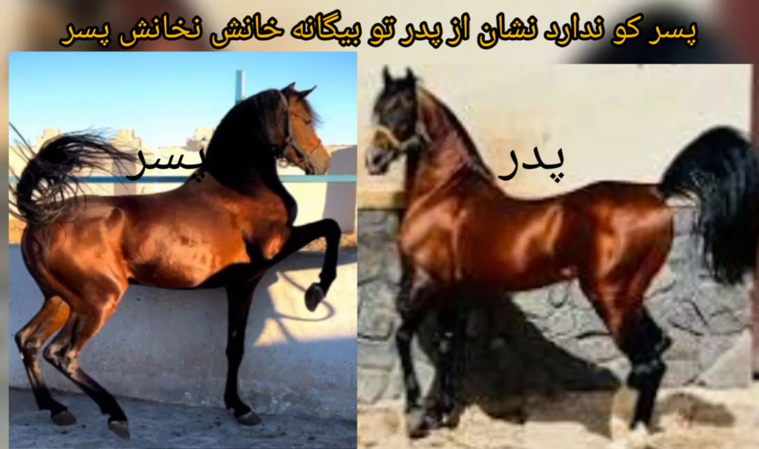 اسب|اسب و تجهیزات اسبسواری|نیشابور, هفده شهریور|دیوار