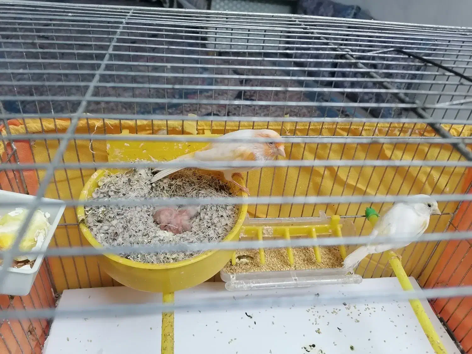 جفت قناری|پرنده|یزد, |دیوار