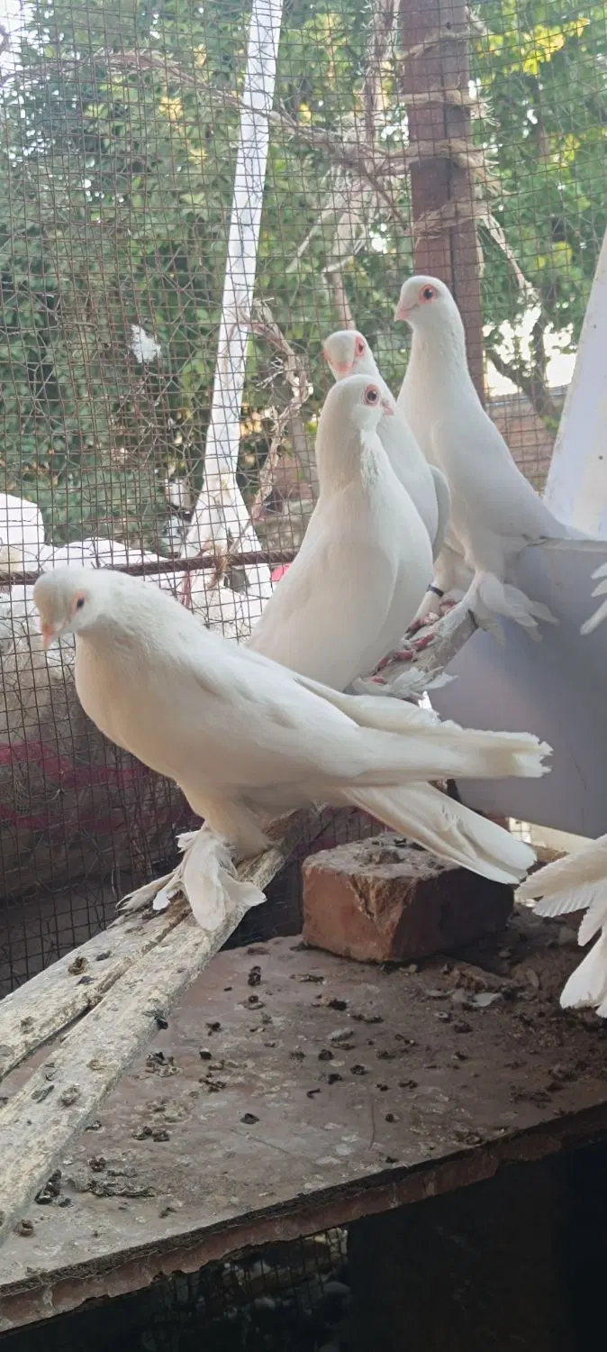 لوطی|پرنده|خسروشاه, |دیوار