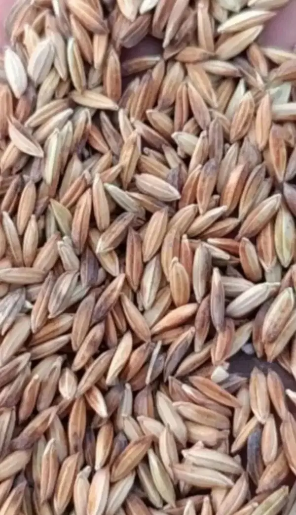 شلتوگ|خوردنی و آشامیدنی|کارون, |دیوار