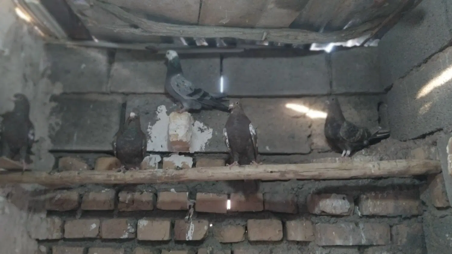 کفتر|پرنده|جلگه ماژان, |دیوار