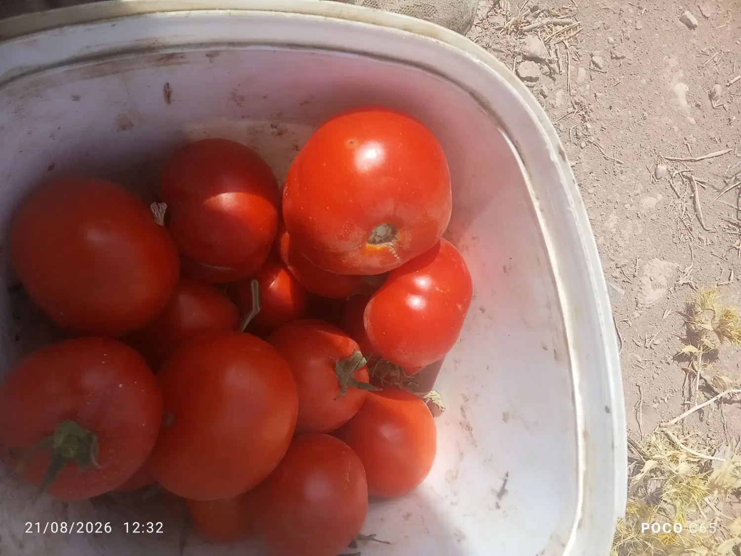 گوجه|خوردنی و آشامیدنی|نیشابور, ماروسک|دیوار