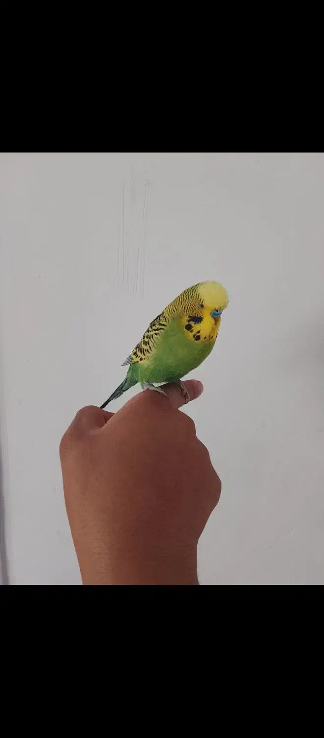 حراج|حراج|تربت جام, جلگه موسی آباد|دیوار