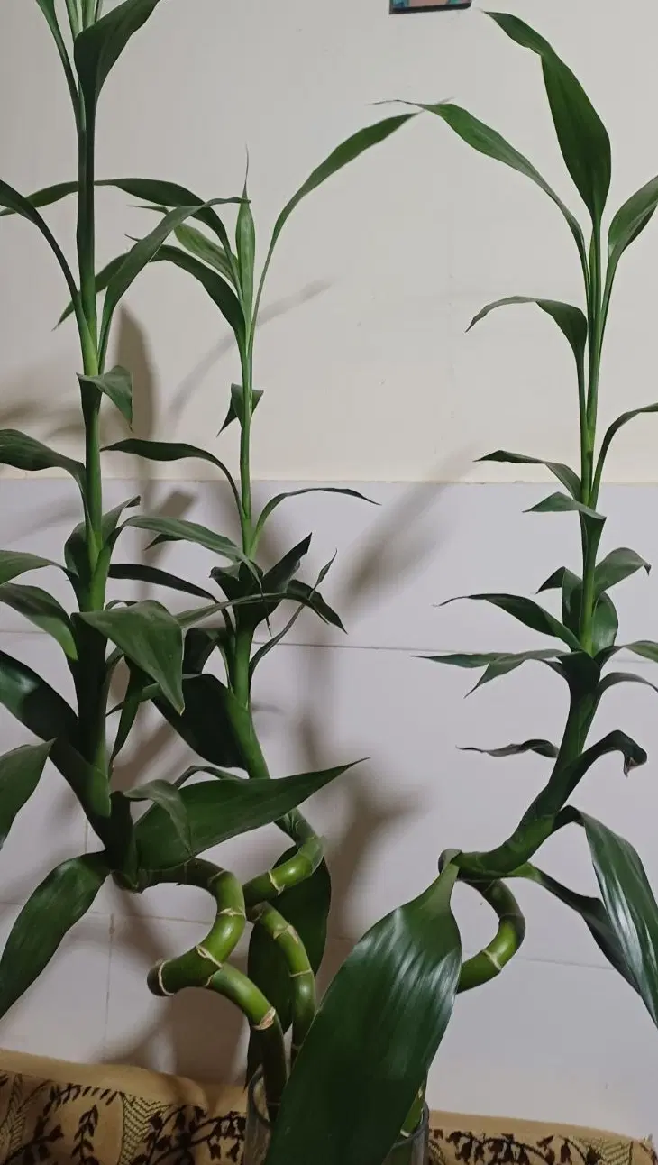 بابو|گل و گیاه طبیعی|بم, |دیوار
