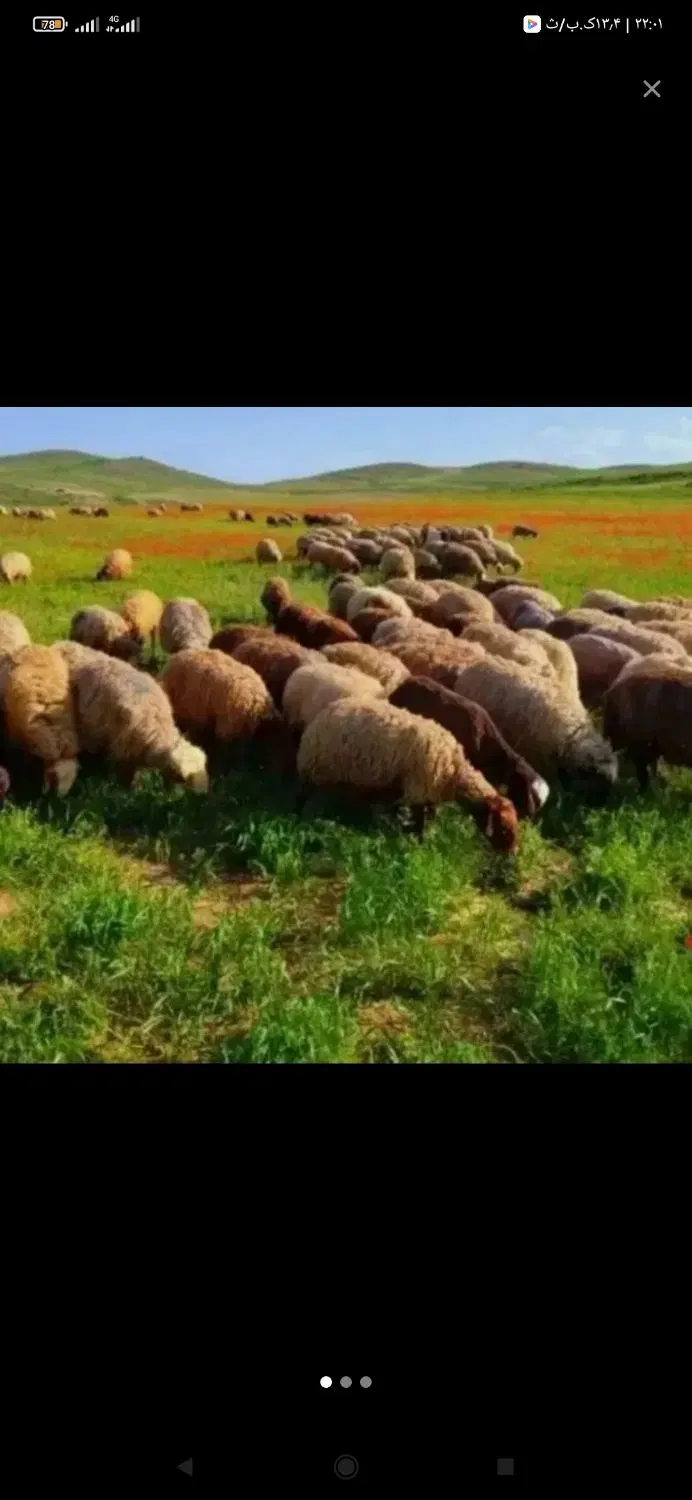 خونی|حیوانات مزرعه|مشهد, سیسآباد|دیوار