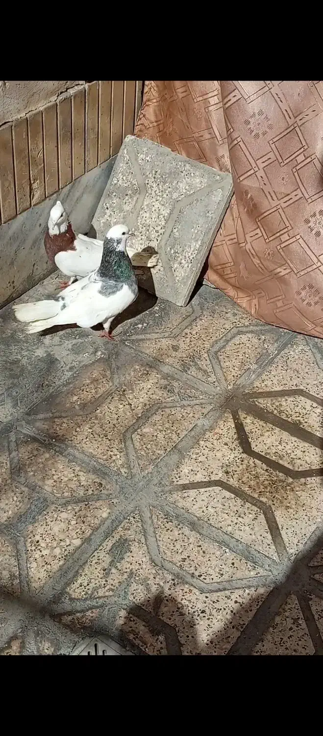 طوقی کاکلی|پرنده|مشهد, ابوذر|دیوار