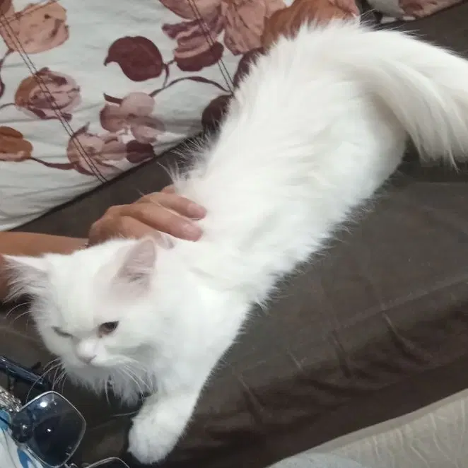 pershian cat|گربه|بوشهر, |دیوار