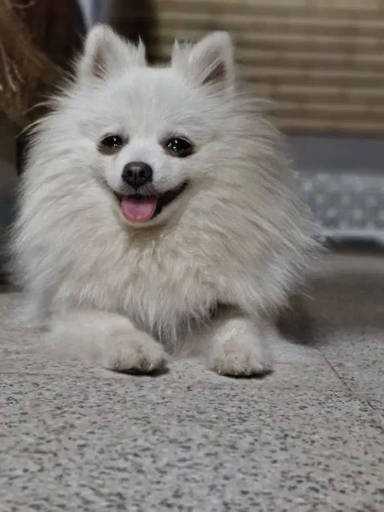 فروشی|سگ|رفسنجان, |دیوار