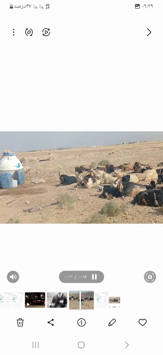 فروشی|حیوانات مزرعه|مرودشت, دولت آباد|دیوار