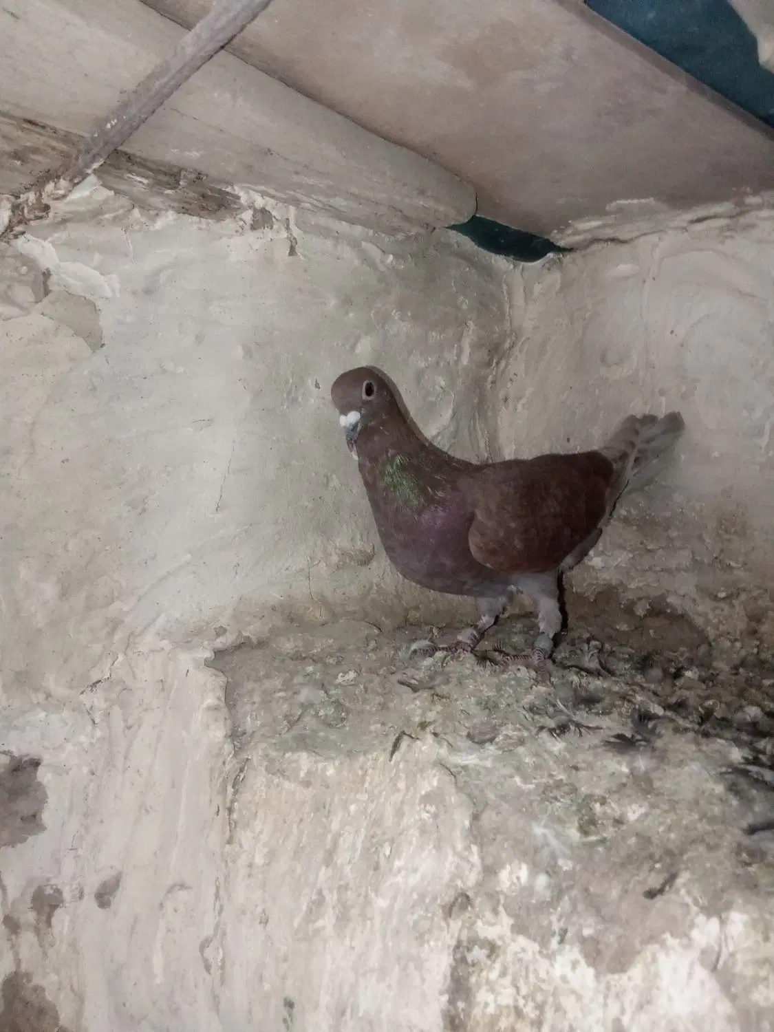 کفتر|پرنده|سرداران, |دیوار