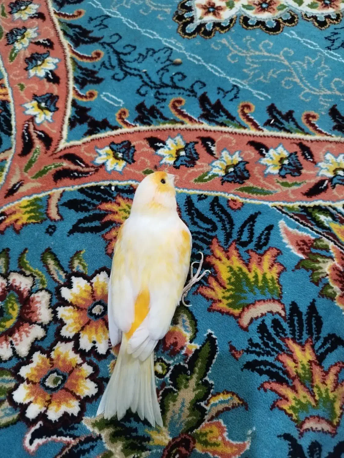 قناری|پرنده|شیراز, گویم|دیوار