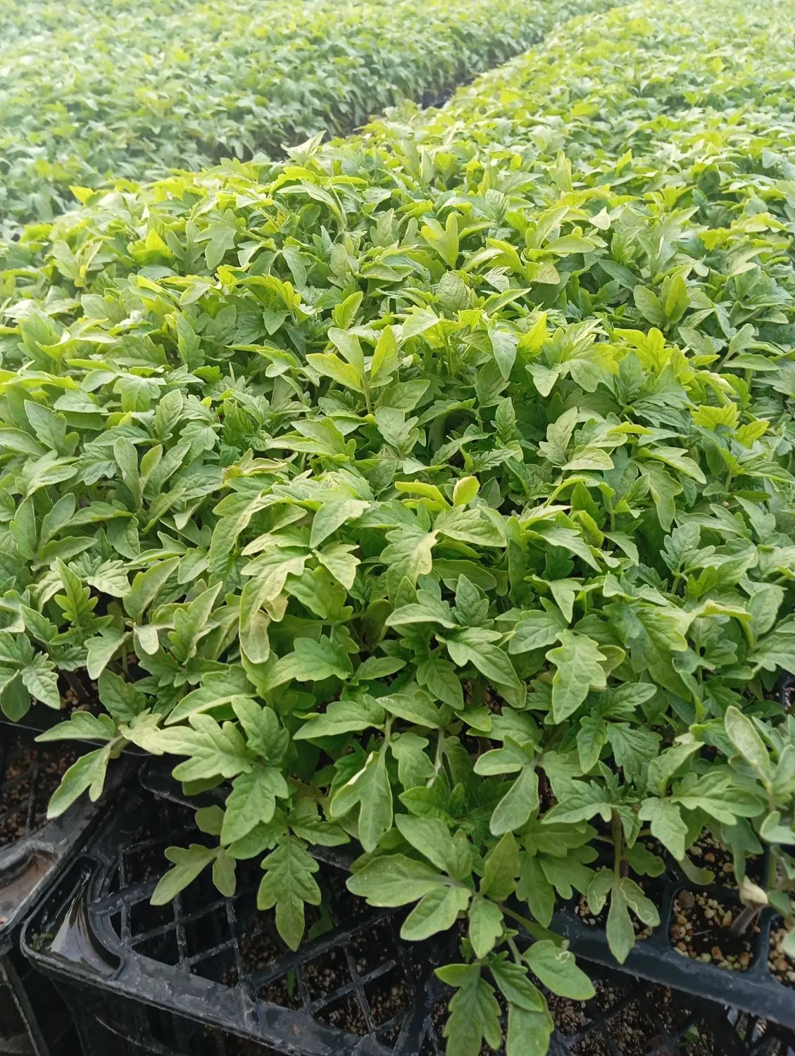 نشاء|گل و گیاه طبیعی|زنجان, |دیوار