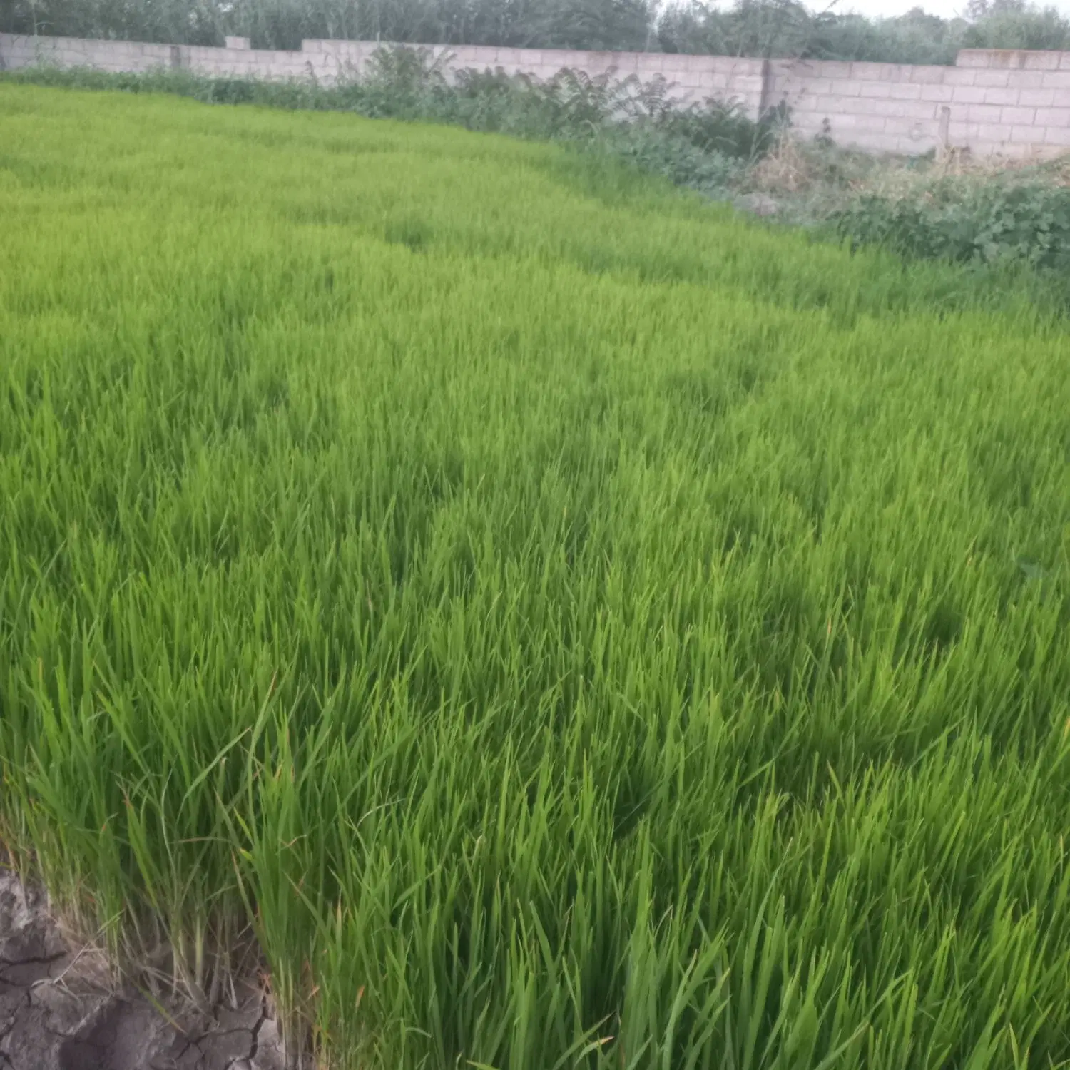 بذر|گل و گیاه طبیعی|گنبد کاووس, |دیوار
