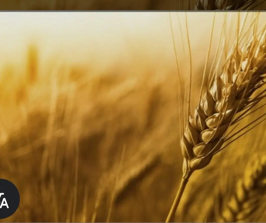 گندم|خدمات باغبانی و درختکاری|آبدانان, |دیوار