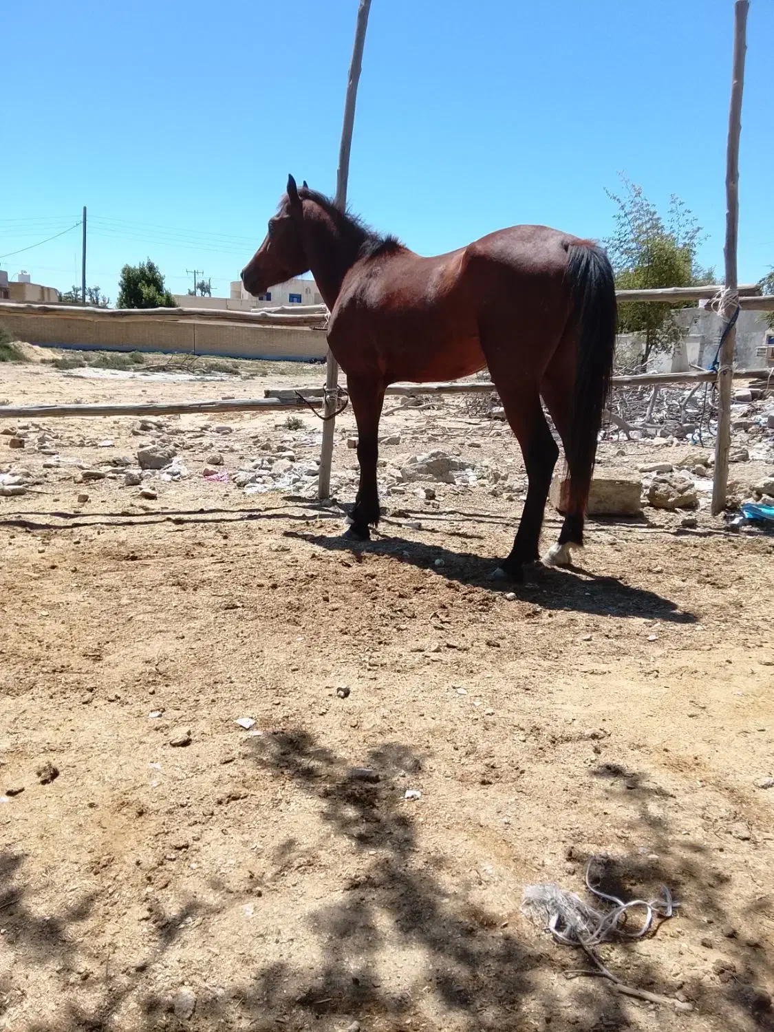 اسب|اسب و تجهیزات اسب‌سواری|قشم, |دیوار